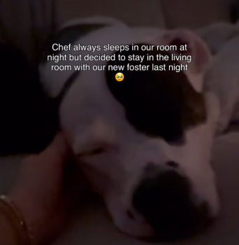 DogFosterCouchStory2 342x350 1