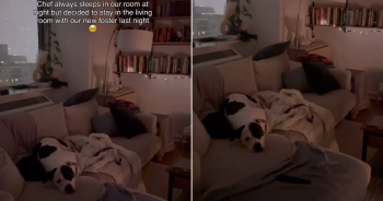 DogFosterPupStoryFIN 350x184 1