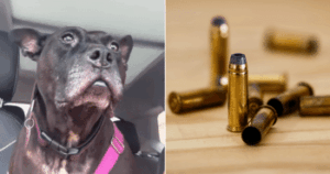DogFoundWithBulletsStoryFIN 350x184 1