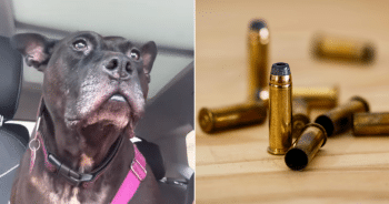 X-Ray Reveals Hidden Truth a Rescue Dog Carried Long Before Finding Her New Home 21 DogFoundWithBulletsStoryFIN 350x184 1