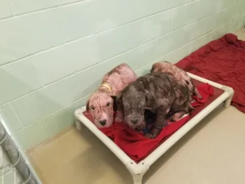 5 Bald, Sick Puppies Show Pure Joy as They Shower Their Rescuers With Kisses 4 DogKissesRescueStory1 350x263 1