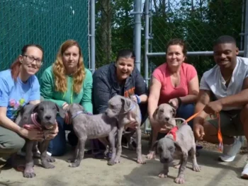 5 Bald, Sick Puppies Show Pure Joy as They Shower Their Rescuers With Kisses 6 DogKissesRescueStory3 350x263 1