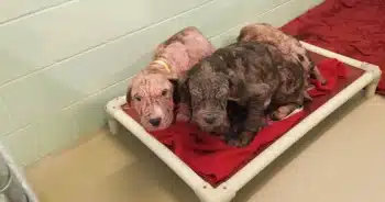 5 Bald, Sick Puppies Show Pure Joy as They Shower Their Rescuers With Kisses 3 DogKissesRescueStoryFIN 350x184 1