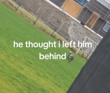 DogLeftBehindStory1 350x298 1