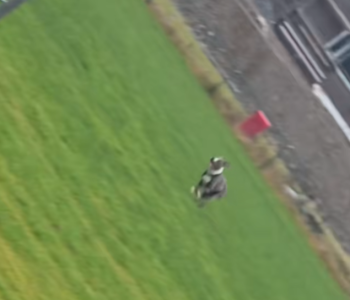 DogLeftBehindStory2 350x300 1