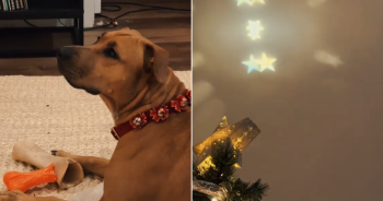 Rescue Dog Sees a Christmas Tree for the First Time, Her Reaction Warms the Internet 33 DogReactionTreeStoryFIN 350x184 1