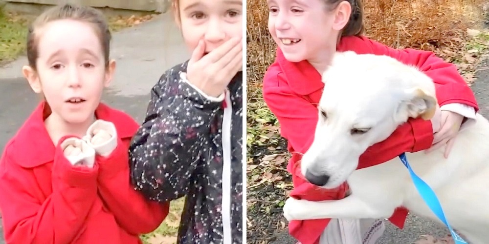 DogRescueSistersStory2