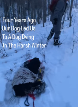 DogRescuedSnowBerneseDogStory1 255x350 1