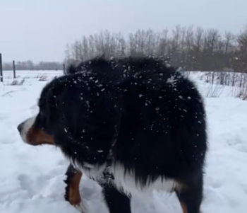 DogRescuedSnowBerneseDogStory2 350x301 1