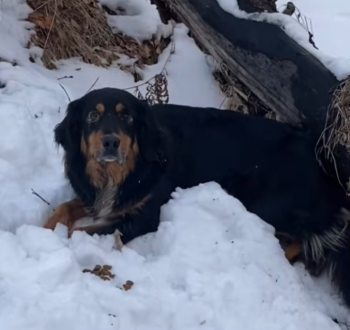 DogRescuedSnowBerneseDogStory3 350x330 1