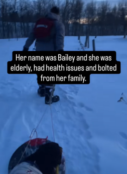 DogRescuedSnowBerneseDogStory4 255x350 1