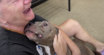 Dog missing for 8 years Featured 350x184 1