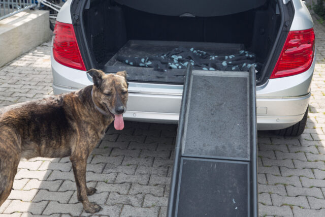 Dog standing by car ramp