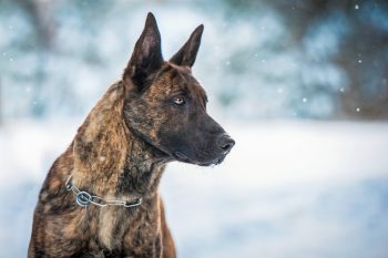 Ultimate Dutch Shepherd Puppy Shopping List: Checklist of 23 Must-Have Items 52 Dutch Shepherd4 350x233 1
