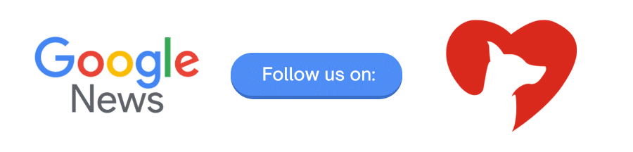 Senior Shelter Dog Starts Losing Hope After Being Overlooked for Months 7 Google News Follow Us button