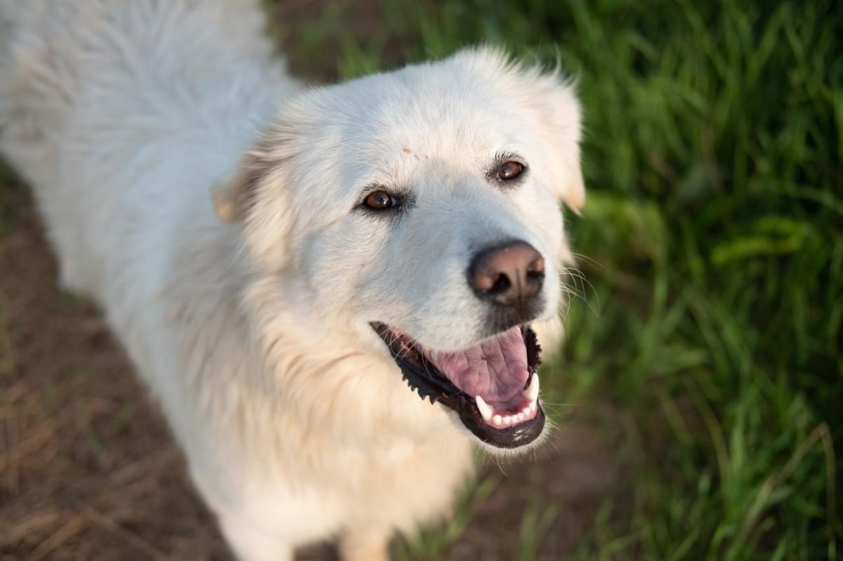 Great Pyrenees, fluffy, calm, yet playfully curious