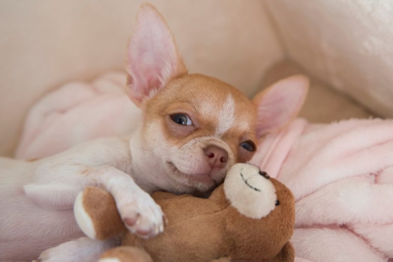 Mini chihuahua puppy dog smiling hugs a teddy bear ivSky Shutterstock 800x534 1