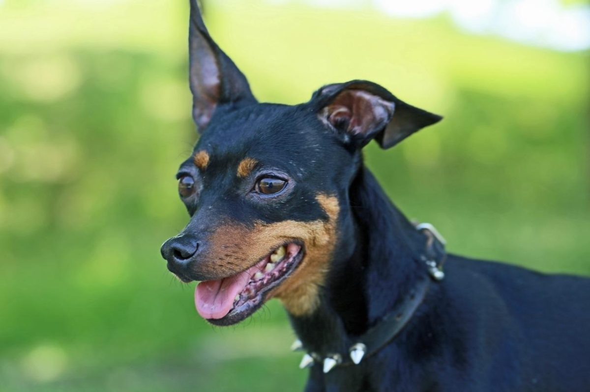 Miniature Pinscher, bold, confident, and buzzing with energy
