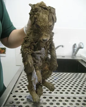 Puppy Rescued From Muddy Pit Turns Out Not To Be a Puppy at All 4 MuddyPuppyNotADogStory1 282x350 1