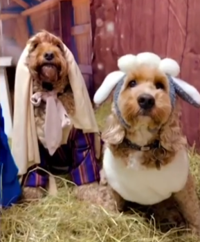 NativitySceneDogsStory1 289x350 1