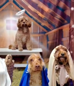 NativitySceneDogsStory2 301x350 1