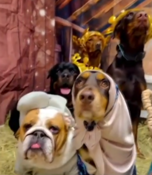 NativitySceneDogsStory3 304x350 1