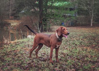 Redbone Coonhound5 350x250 1