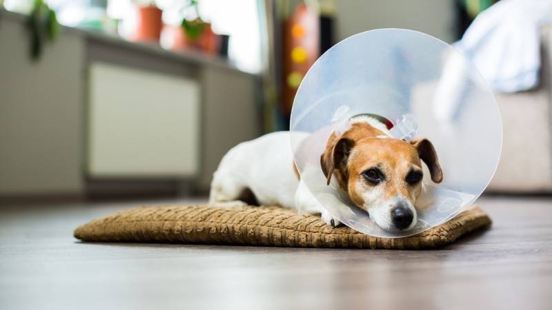 Sad dog lying on a bed sick with vet plastic Elizabethan collar