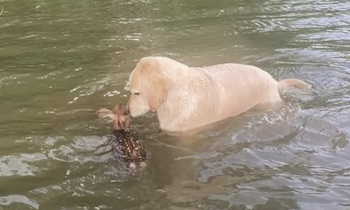 Screenshot 2023 09 11 at 12.18.40 PM 350x210 1