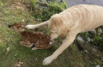 Screenshot 2023 09 11 at 12.20.10 PM 350x228 1