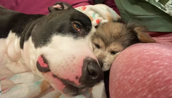 Screenshot 2024 01 04 at 10.05.37 AM 350x200 1