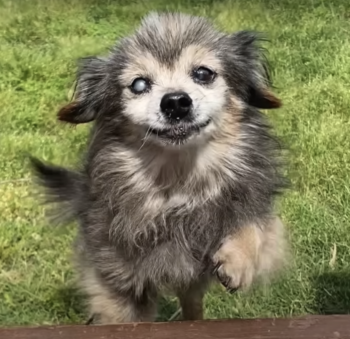 Screenshot 2024 01 04 at 10.07.15 AM 350x339 1