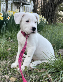 Screenshot 2024 04 01 at 9.44.47 AM 268x350 1