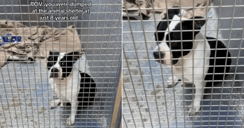 Senior Shelter Dog Starts Losing Hope After Being Overlooked for Months 3 ShelterDogStartsToGiveUpStoryFIN 350x184 1