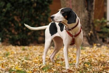 Treeing Walker Coonhound scaled 1 350x233 1