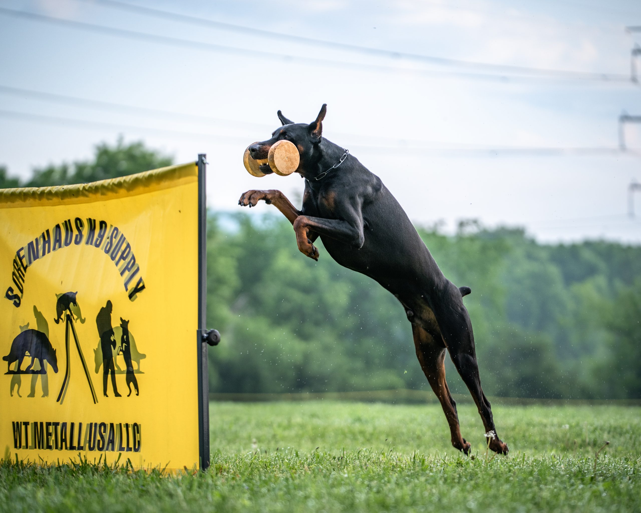 United Doberman Club - Jumping