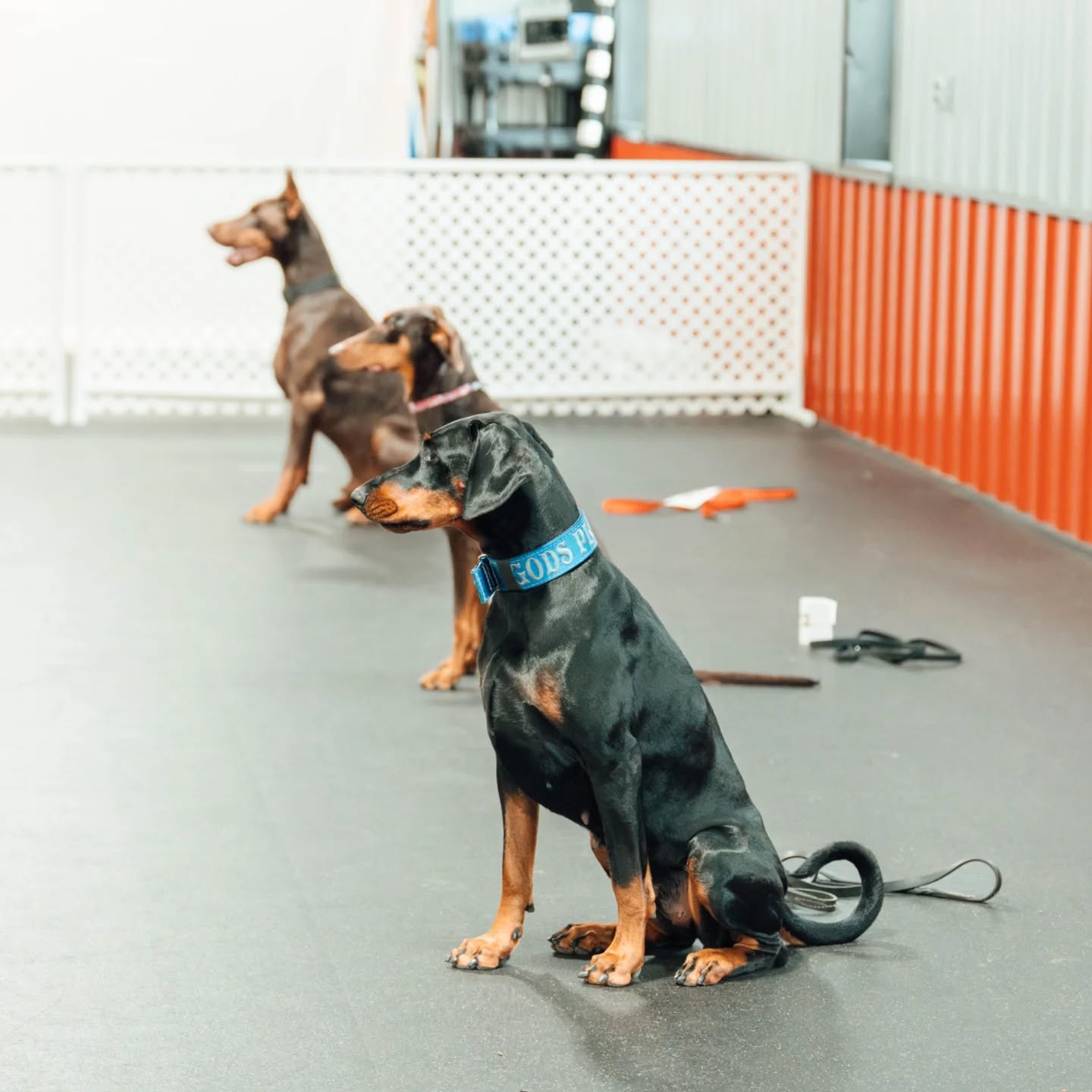 United Doberman Club - Obedience