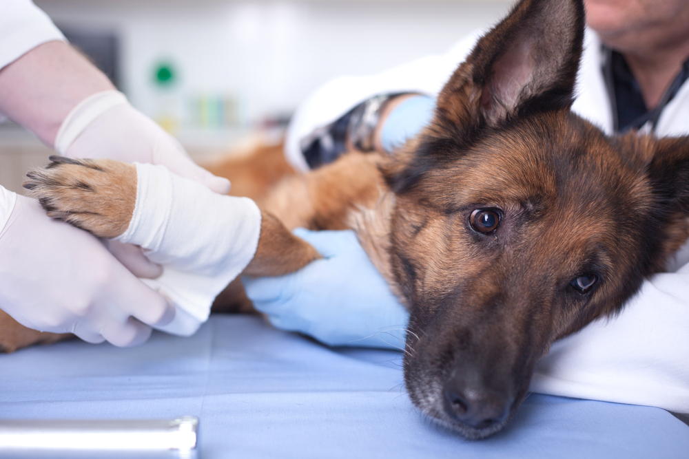 $1 Billion in Pet Insurance Claims – Can You Afford Not to Be Insured? 5 Veterinary Surgeon Treating Dog In Surgery
