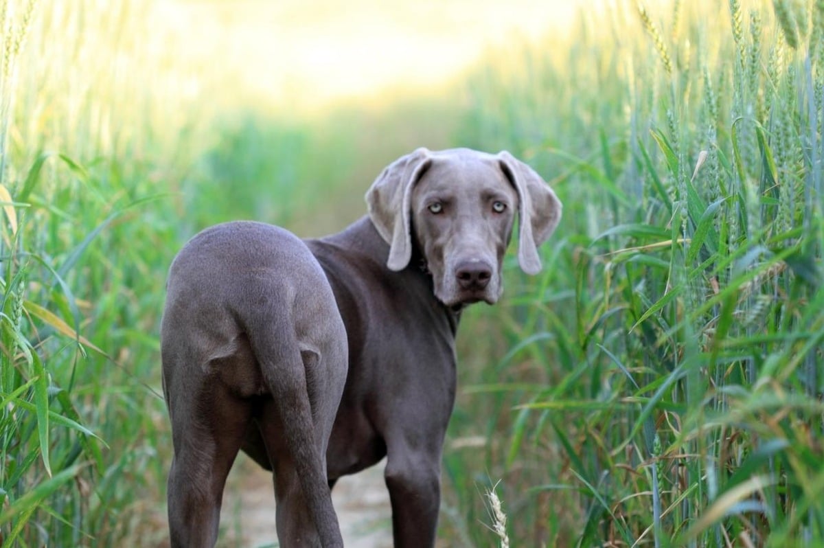 Flea & Tick Prevention for Weimaraners: A Safe & Effective 4 Step Plan 12 Weimaraner 1