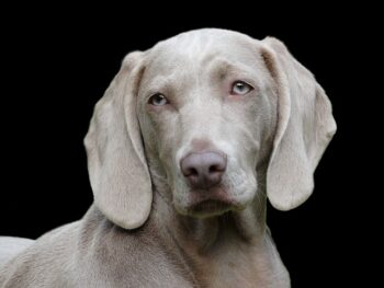 Weimaraner 7 350x263 1