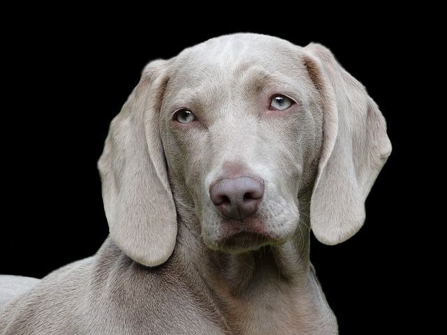 Best Weimaraner Immunity Supplements
