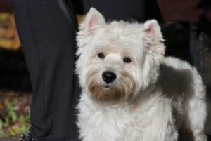 Westie 7 350x234 1