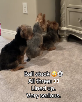 YorkshireDogLostBallStory1 282x350 1