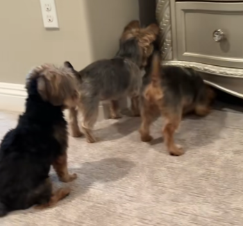 YorkshireDogLostBallStory2 350x326 1