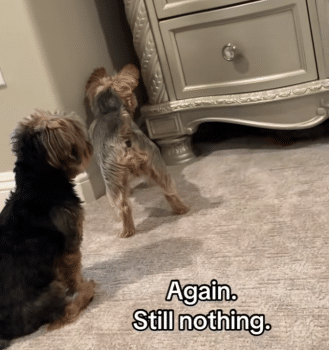 YorkshireDogLostBallStory3 329x350 1