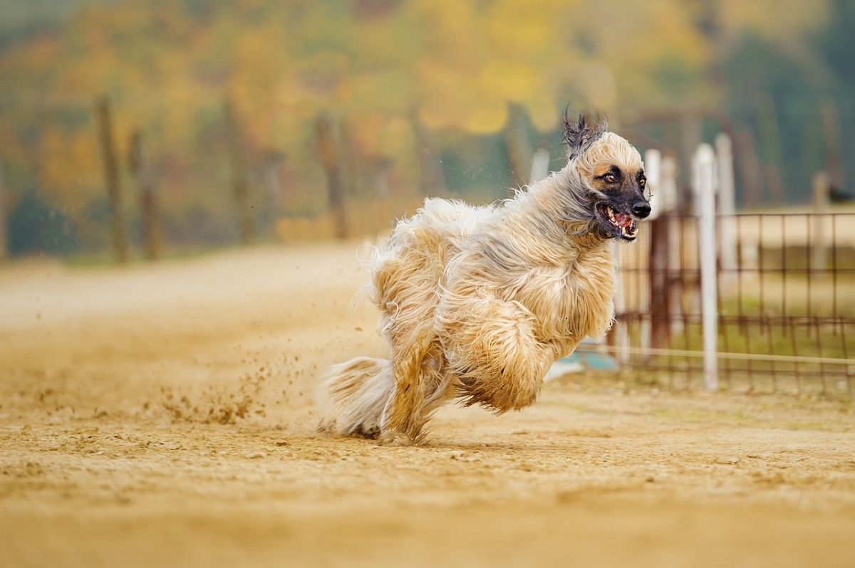 Afghan Hound running elegantly, fur flowing, showing speed and athletic grace.