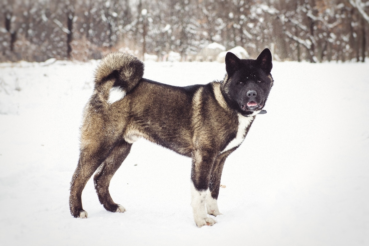 Akita appears calm yet confident in a crisp, snowy environment.