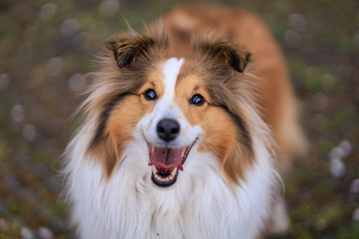 Shetland Sheepdog displaying joyful alertness and gentle enthusiasm.