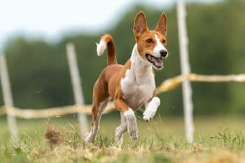 basenji dog running across field 1 350x233 1