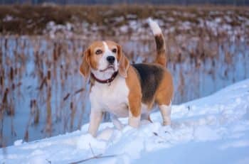 beagle dog walk winter evening 1 350x231 1